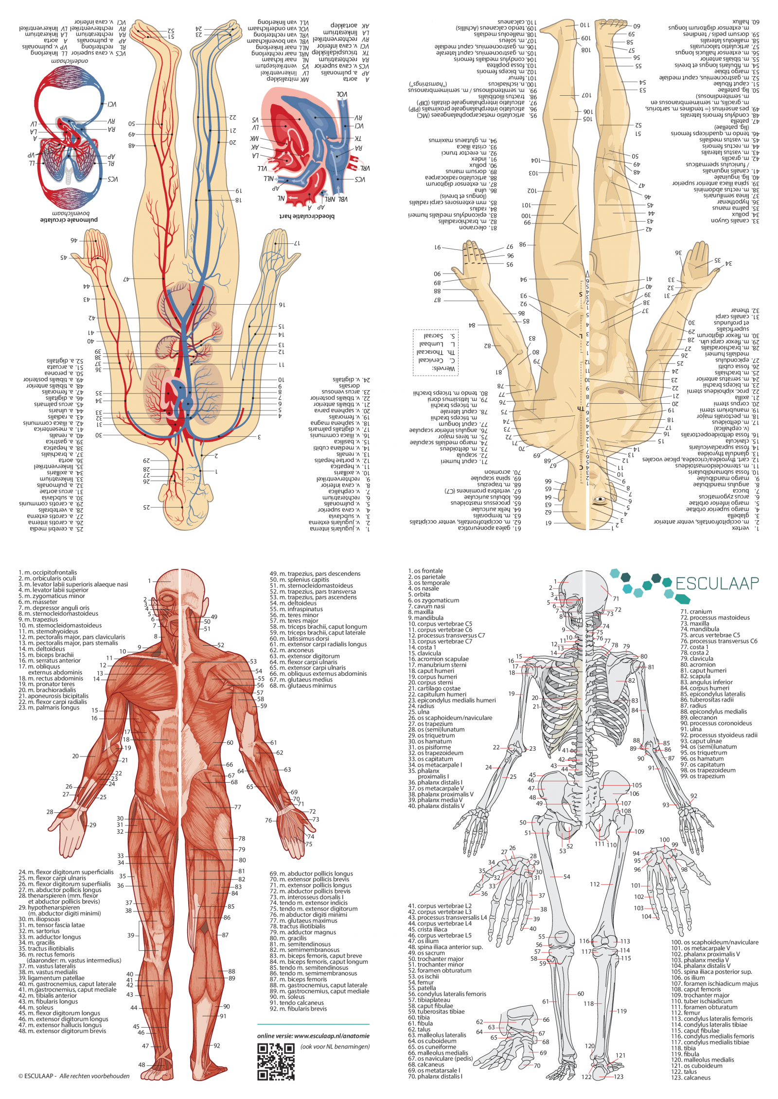 anatomie