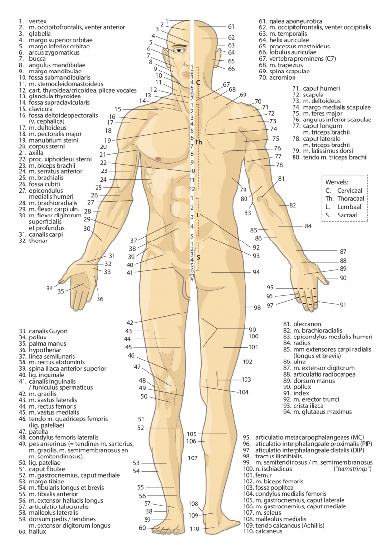anatomie