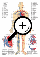 anatomie