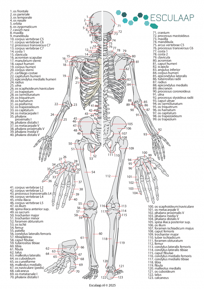 anatomie