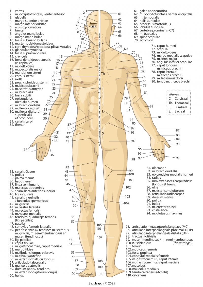 anatomie