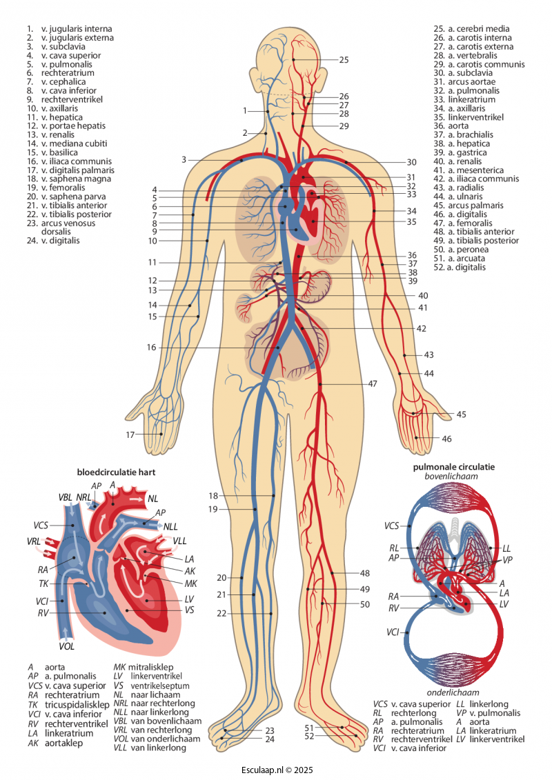 anatomie