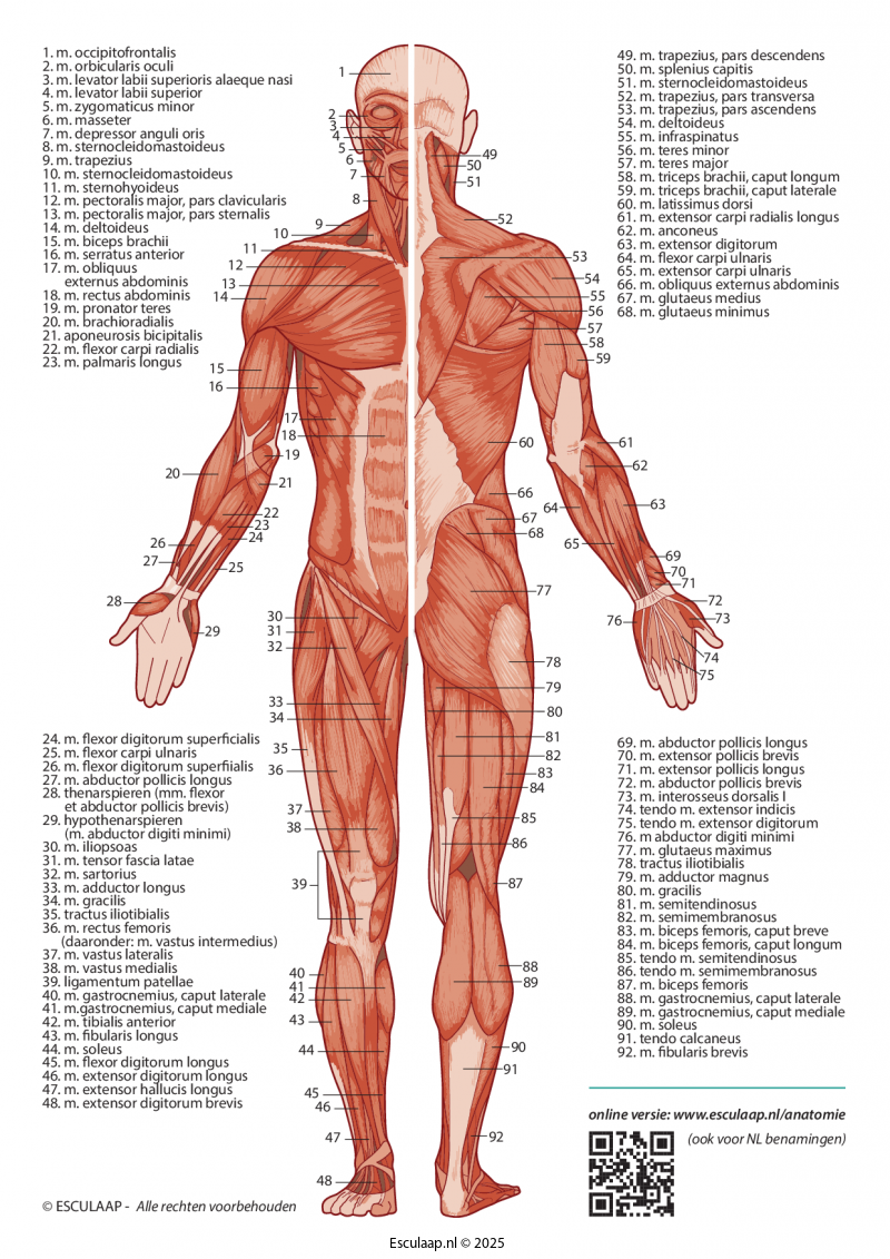 anatomie