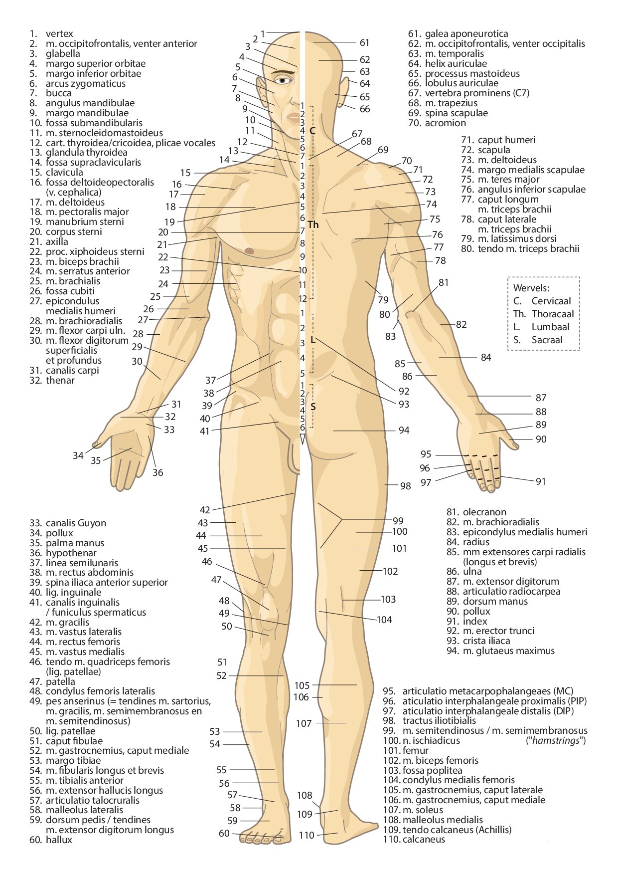 Voorbeeld van pagina 2 van Anatomie
